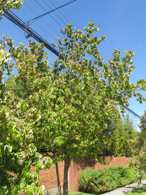 Descripción: D:\flores x genero\Ornamentales varias\Ornamentales\Angio-Dic-A-c\cornus\Cornus mas (5).JPG